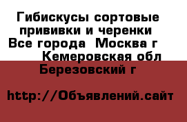 Гибискусы сортовые, прививки и черенки - Все города, Москва г.  »    . Кемеровская обл.,Березовский г.